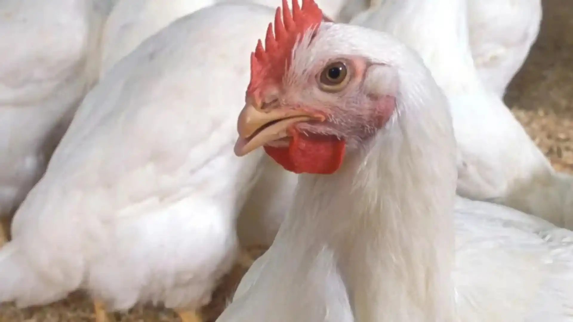 Chicken Price : పండగ పూట కొండెక్కిన చికెన్ ధర.. ఇలా అయితే తినుడు కష్టమే ...